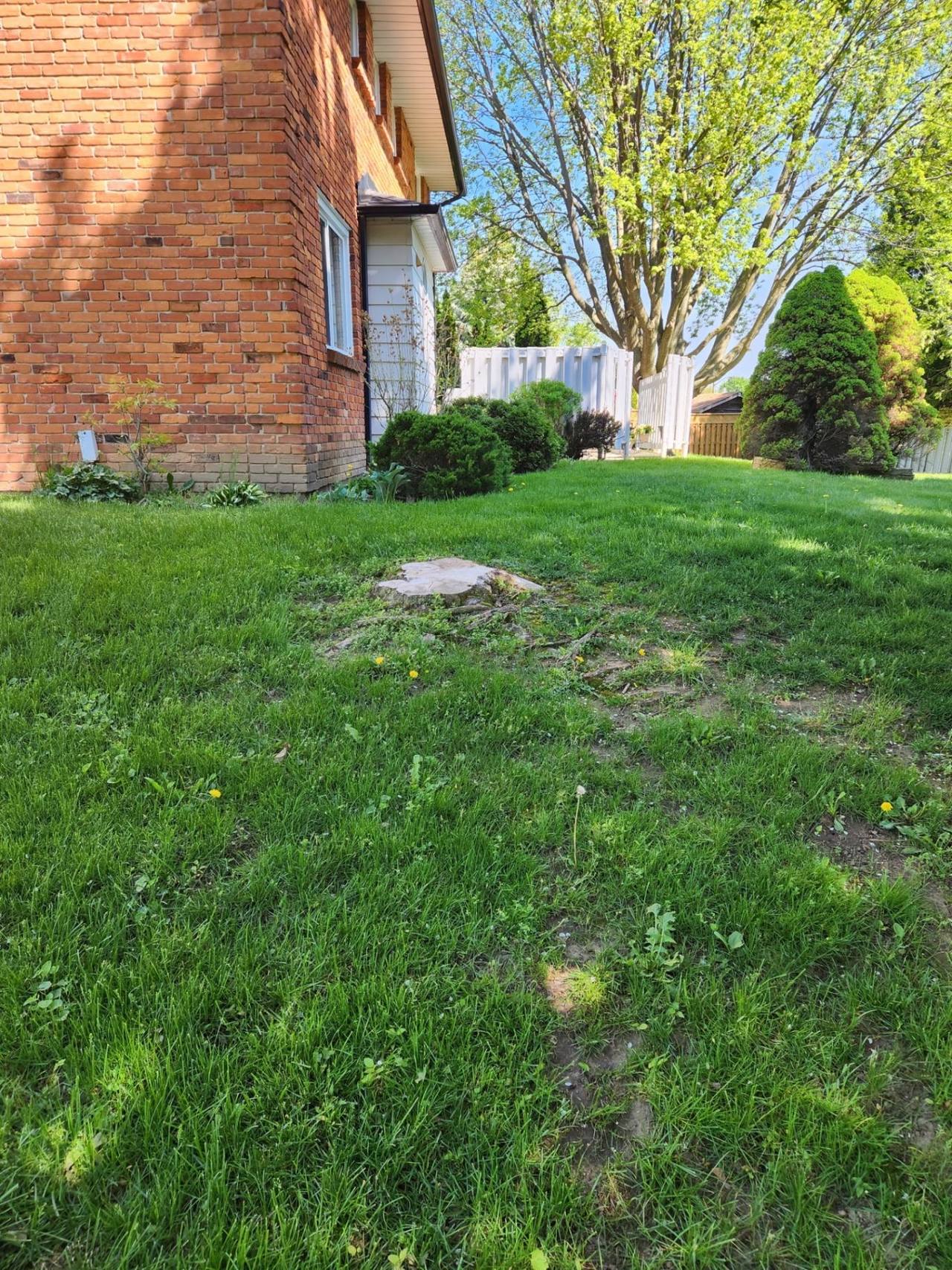 Freshly cut stump in a residential front yard before stump grinding