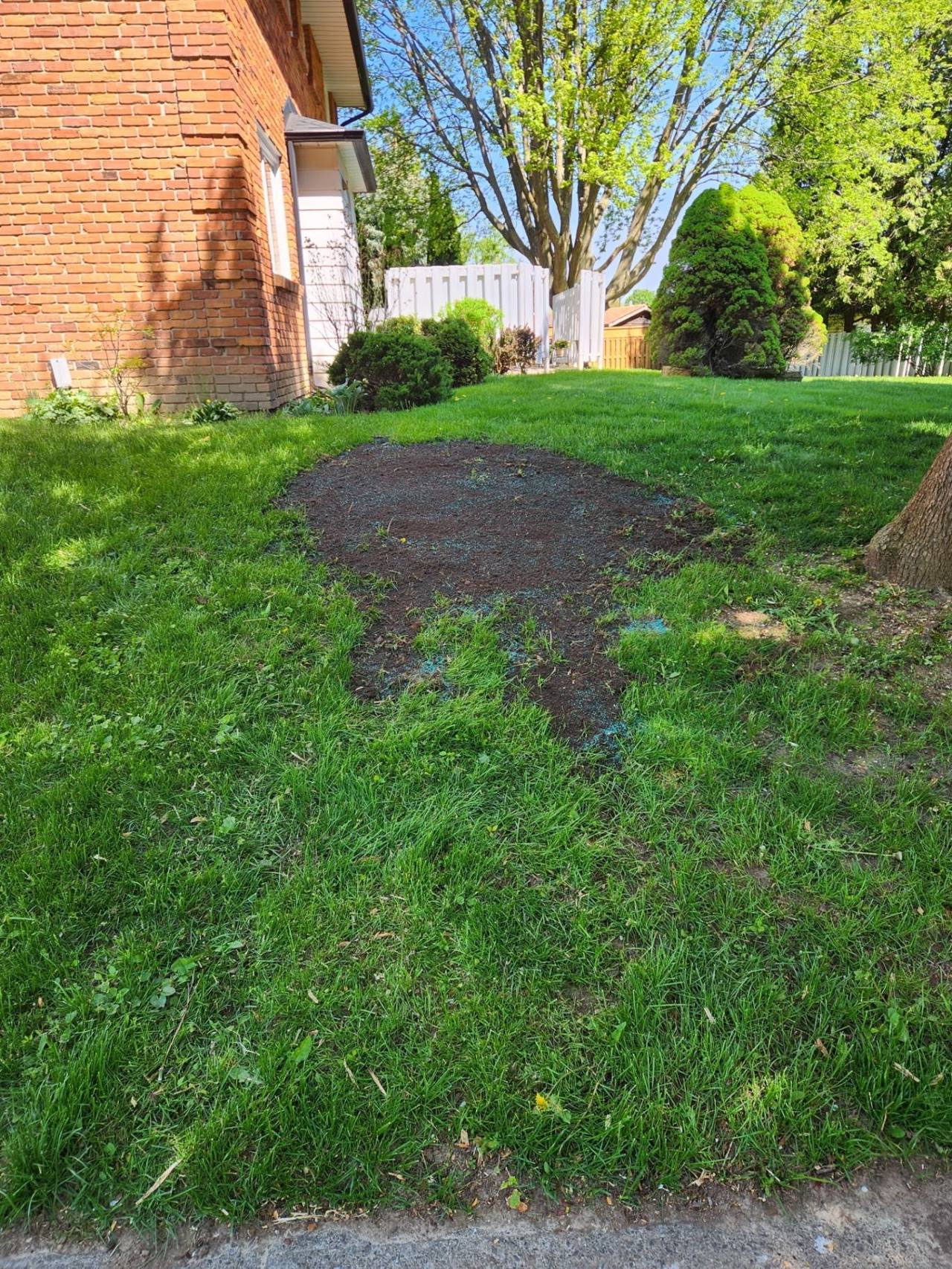 Freshly ground stump area leveled and seeded in a green front yard