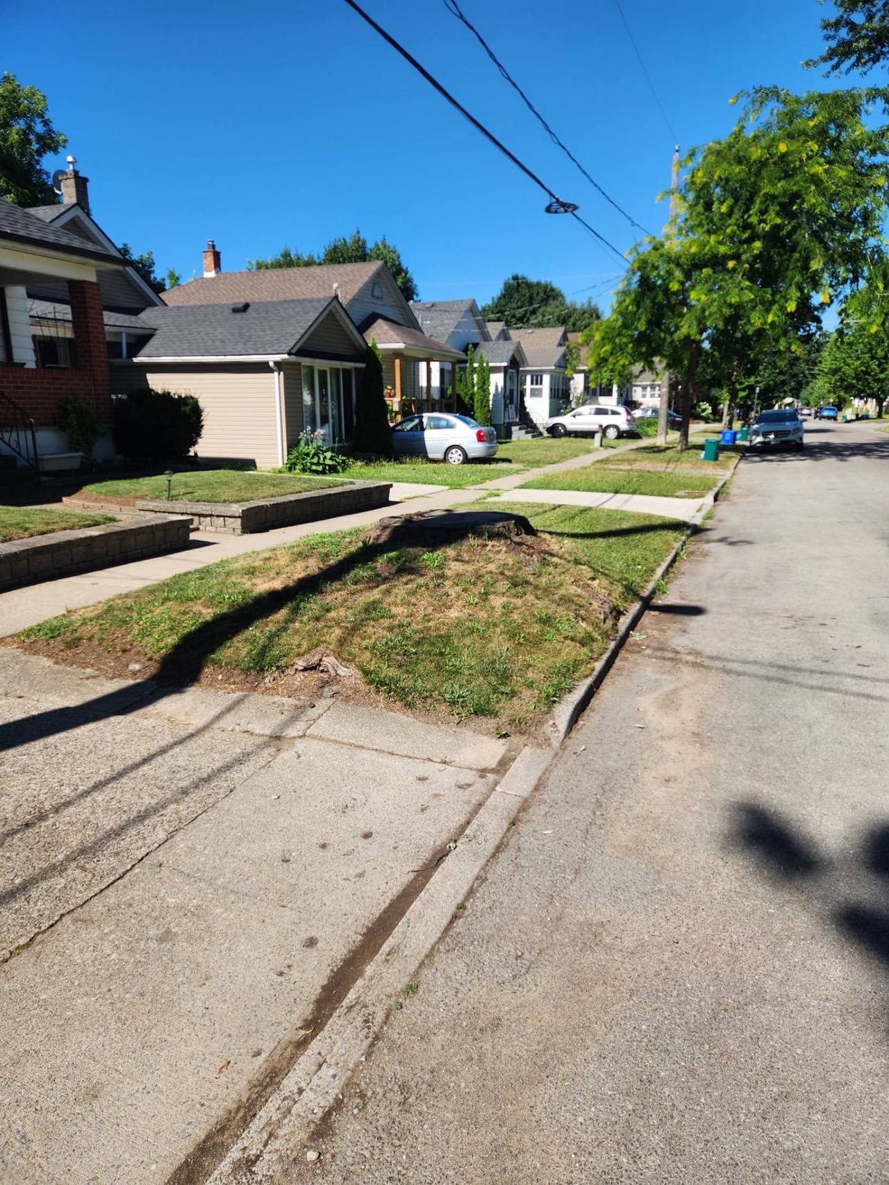 Large curbside stump in a neighbourhood lawn before grinding